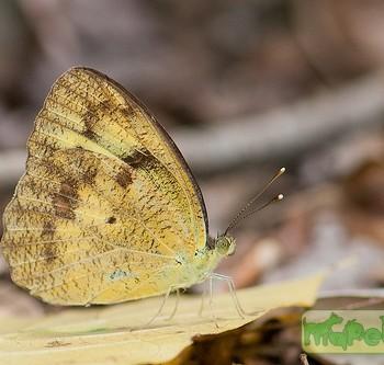 Ixias venilia