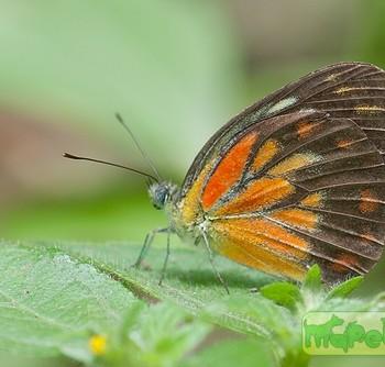Cepora temena