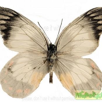 Delias mitisi