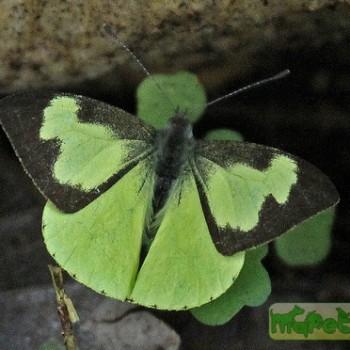 Leptophobia eleone