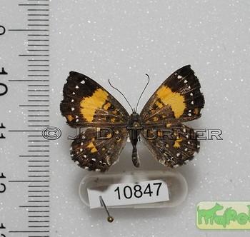 Calospila emylius