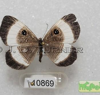 Mesosemia thymetus