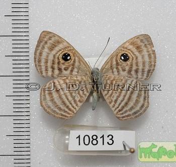Mesosemia jucunda