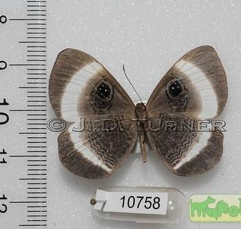 Mesosemia naiadella