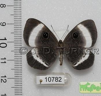 Mesosemia latizonata