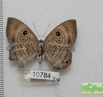 Mesosemia cippus