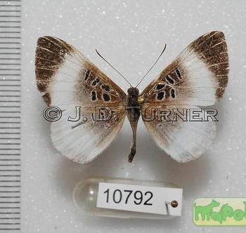 Livendula amasis