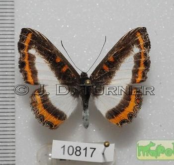 Nymphidium carmentis