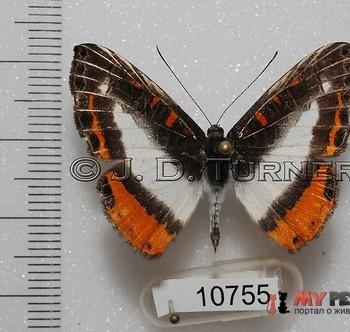 Nymphidium plinthobaphis
