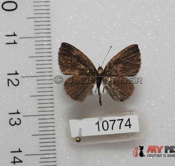 Theope philotes