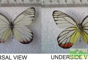 Delias hyparete