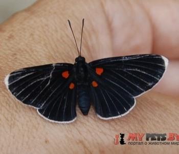 Melanis cephise