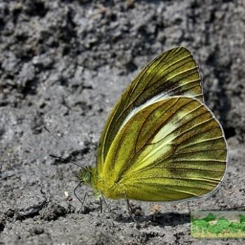 Cepora nadina