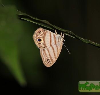 Euselasia orfita