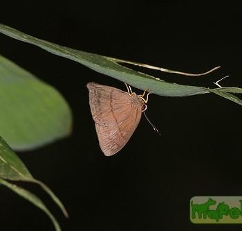 Euselasia brevicauda