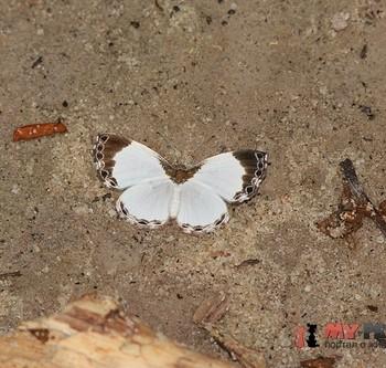 Nymphidium ninias