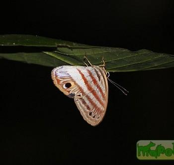 Euselasia clithra