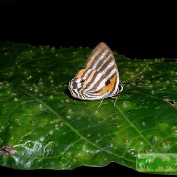 Euselasia phelina