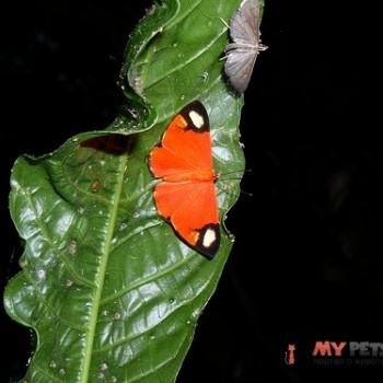 Mesene epaphus