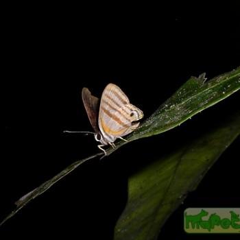 Euselasia calligramma