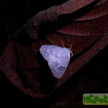 Euselasia euphaes