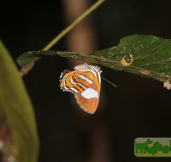Euselasia uzita