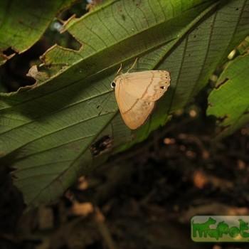 Euselasia erilis