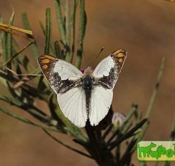 Colotis eris