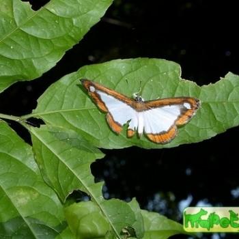 Nymphidium acherois