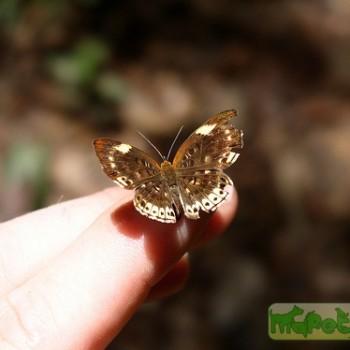 Synargis abaris