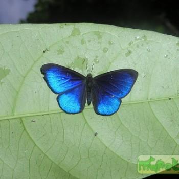 Mesosemia ulrica