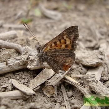 Aricoris chilensis