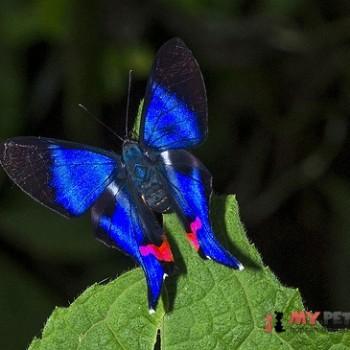 Rhetus arcius