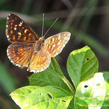 Aricoris campestris