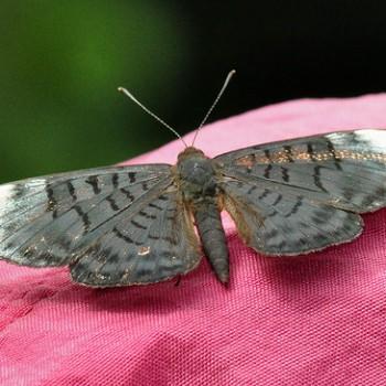 Emesis lucinda