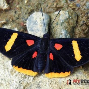 Melanis electron