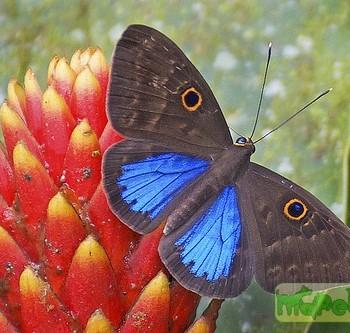 Eurybia lycisca