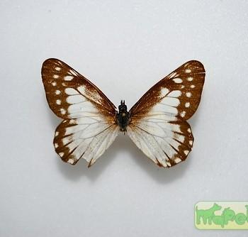 Catasticta prioneris