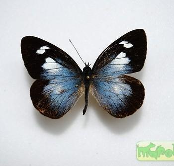 Leptophobia caesia