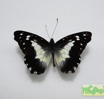 Leodonta dysoni