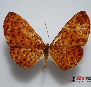 Metacharis victrix