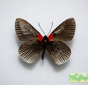 Hades noctula