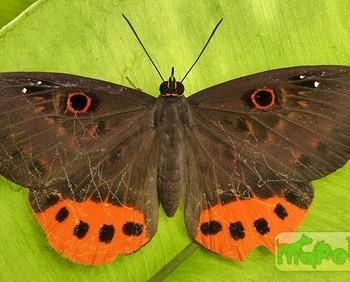 Eurybia donna