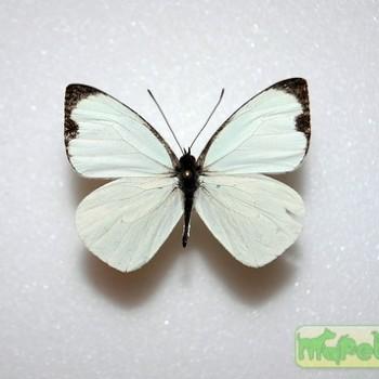 Leptophobia aripa