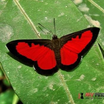 Mesene phareus