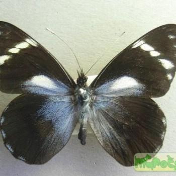 Pereute telthusa