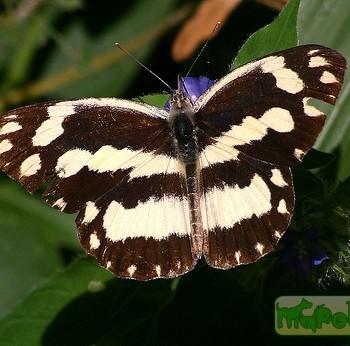 Pinacopteryx eriphia