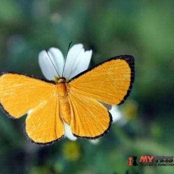 Mesene croceella