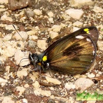 Delias hypomelas