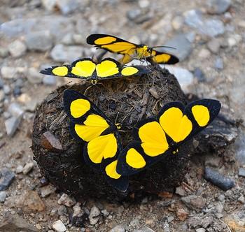 Pachythone gigas